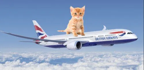Котёнок верхом на самолёте над облаками